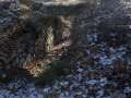 44a Ponte per attraversamento animali