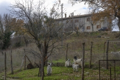 81 Casale delle Monache