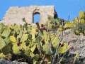 mastio e cactus.jpg